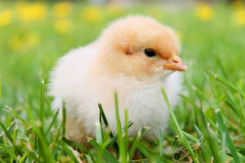 Roast Chicken